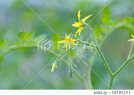 トマトの花(学名:Solanum lycopersicum) トマトの花(学名:Solanum lycopersicum) 38580251
