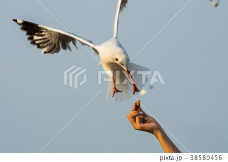 Seagull looking at food and about to eat food Seagull looking at food and about to eat food 38580456
