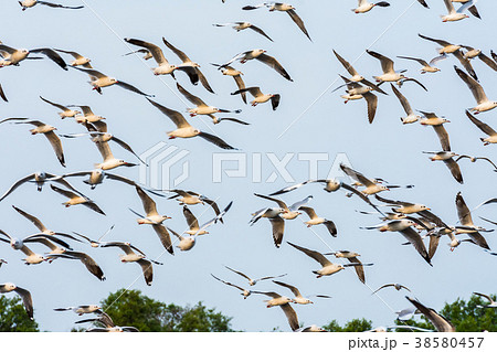 Group of seagulls flying over Bangpu sea Group of seagulls flying over Bangpu sea 38580457