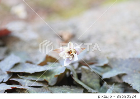 ユキワリイチゲの花 ユキワリイチゲの花 38580524