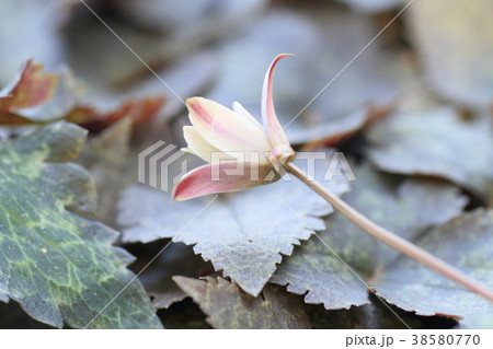 ユキワリイチゲの花 38580770