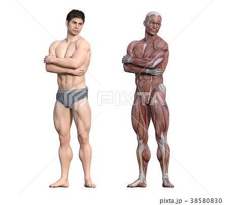 男性 解剖 筋肉 3dcg イラスト素材のイラスト素材 男性 解剖 筋肉 3dcg イラスト素材のイラスト素材