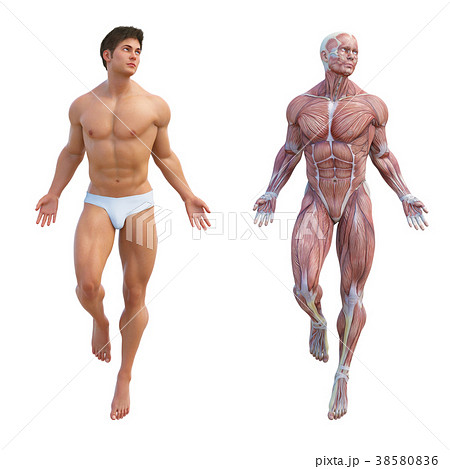 男性 解剖 筋肉 3DCG イラスト素材 男性 解剖 筋肉 3DCG イラスト素材 38580836