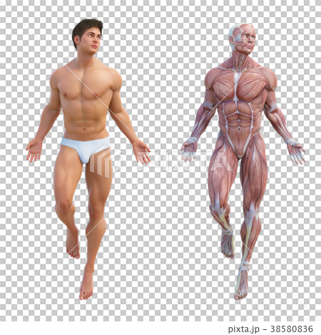 男性 解剖 筋肉 3DCG イラスト素材 男性 解剖 筋肉 3DCG イラスト素材 38580836