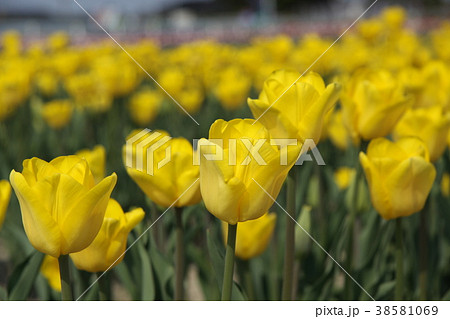 チューリップ畑 38581069