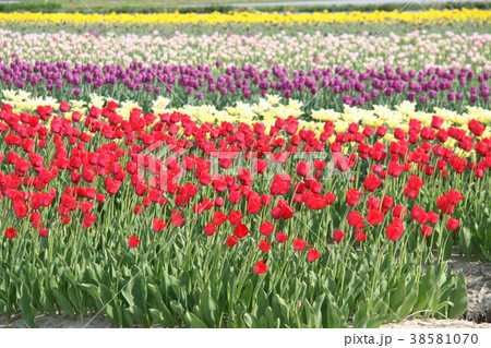 チューリップ畑 38581070