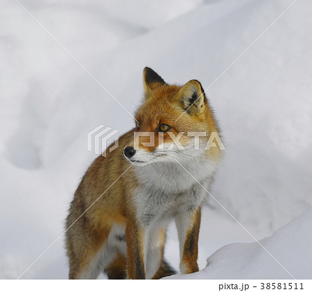 ホンドギツネ アカギツネ キツネ 狐 Japanese Red Fox 野性動物 雪 冬 自然 の写真素材