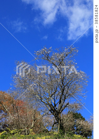 冬桜 冬桜 38581824