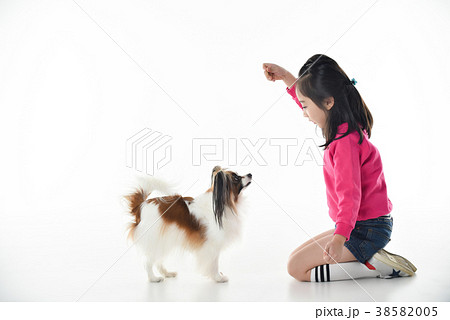 犬 子犬 ペット 38582005