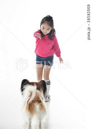 犬 白い背景 ペット 38582009