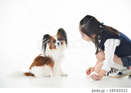 犬 子犬 ペット 38582022