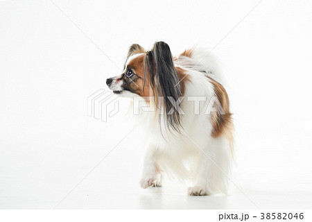犬 白い背景 ペット 38582046