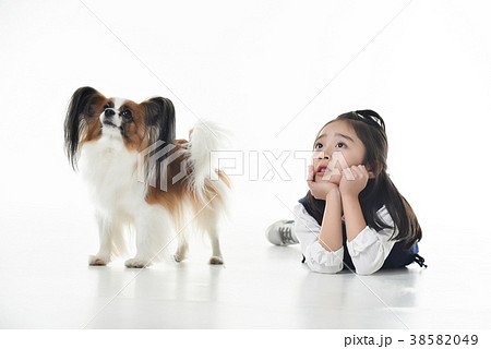 犬 子犬 ペット 38582049