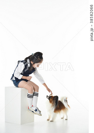 犬 子犬 ペット 38582066