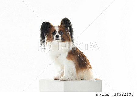 犬 子犬 ペット 38582106
