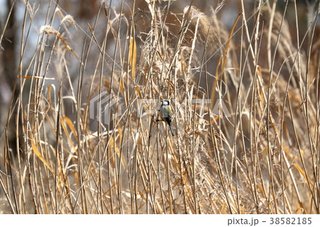 シジュウカラ シジュウカラ 38582185