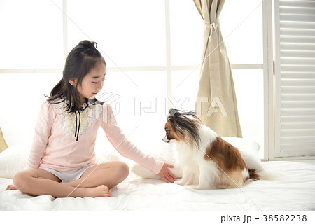 犬 子犬 ベッド 38582238