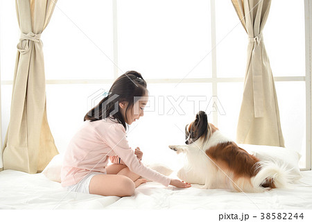 犬 子犬 ベッド 38582244