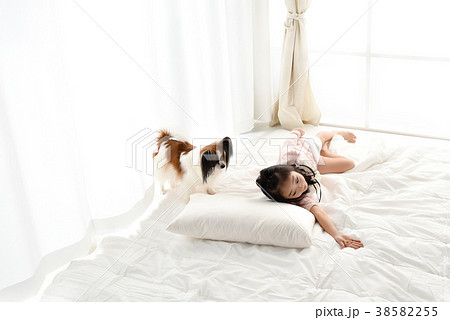 犬 子犬 窓 38582255