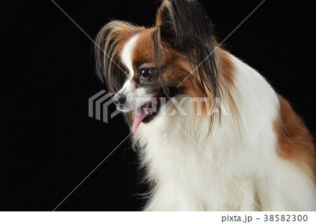 犬 子犬 ペット 38582300