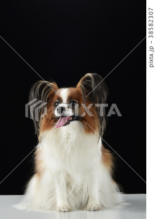 犬 子犬 ペット 38582307