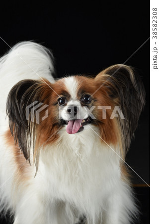 犬 子犬 ペット 38582308