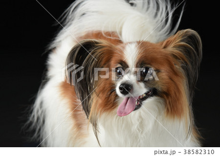 犬 子犬 ペット 38582310