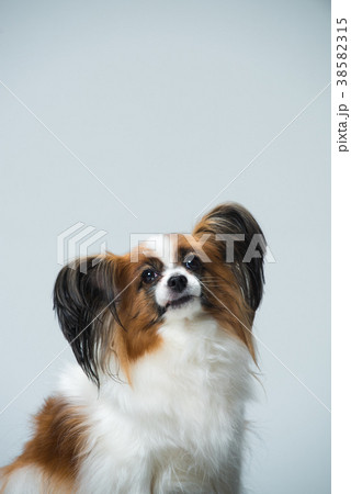 犬 子犬 ペット 38582315