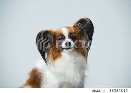 犬 子犬 ペット 38582316