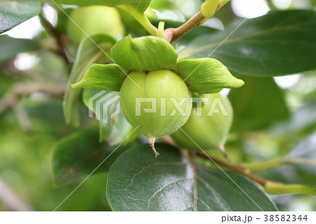 青い柿 青い柿 38582344