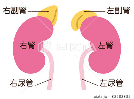 腎臓 副腎 尿管 名称のイラスト素材