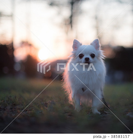 夕陽とロングコートチワワ 2 38583157