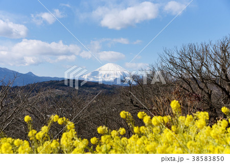 吾妻山公園からの眺望 吾妻山公園からの眺望 38583850