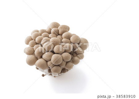 白バックのブナシメジ 38583910