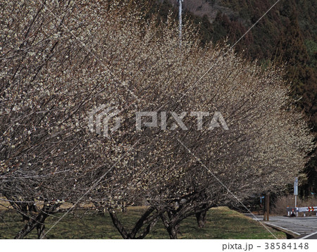梅林 梅林 38584148