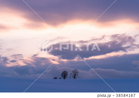 《北海道》冬の美瑛・親子の木 《北海道》冬の美瑛・親子の木 38584167