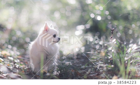 陽だまりとチワワ 38584223