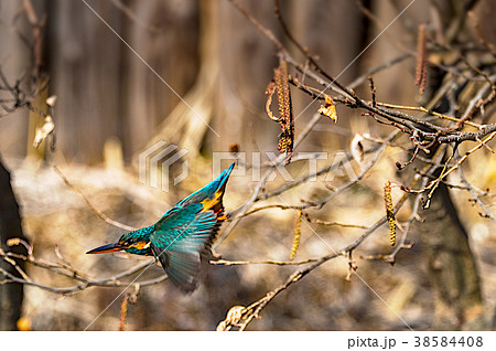 カワセミのエアーショー 38584408