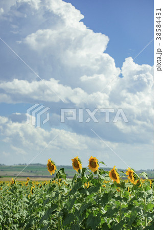Sunflowers in a field in the afternoon. Sunflowers in a field in the afternoon. 38584431