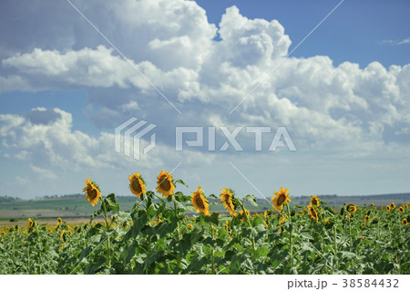 Sunflowers in a field in the afternoon. Sunflowers in a field in the afternoon. 38584432