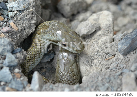 ヘビ 仲良し 二匹 ヘビ 仲良し 二匹 38584436