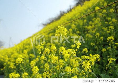 菜の花畑 38585283