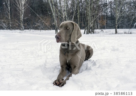 Silver Weimaraner dog lies on the snow 38586113