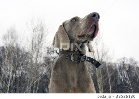 beautiful young sitting weimaraner dog in winter 38586130