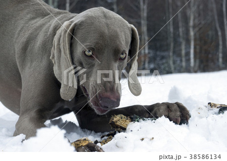 angry dog in the winter forest. angry dog in the winter forest. 38586134