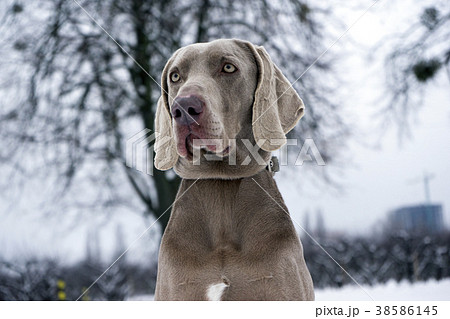 Close Up of a Weimaraner Close Up of a Weimaraner 38586145
