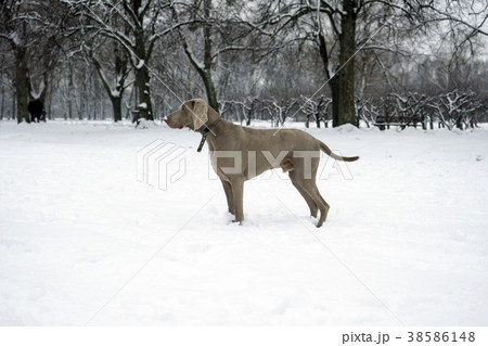 Weimaraner dog standing in the snow 38586148
