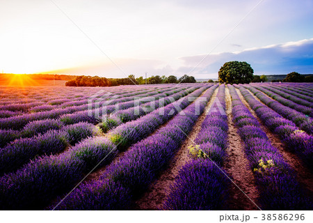 Lavender fields.  Summer sunset landscape i 38586296