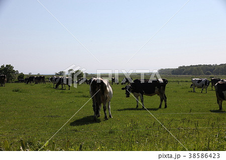 牧場_紋別市 38586423