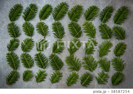 Green fir, minimalist flat lay design and pattern Green fir, minimalist flat lay design and pattern 38587254